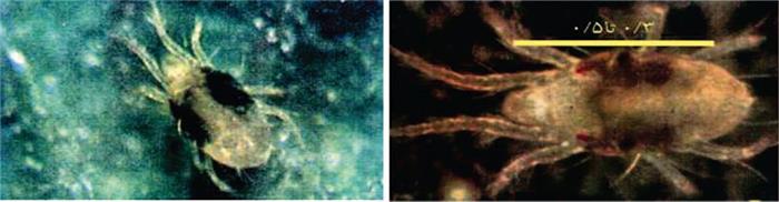 کنه تارتن دولکه ای